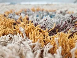 Tapis à poils longs - Marden Natural Cotton Shaggy (beige/multicolore)