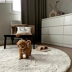 Tapis ronds - Cloud Super Soft (blanc cassé)